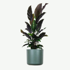 plants ecommerce product featured img 18